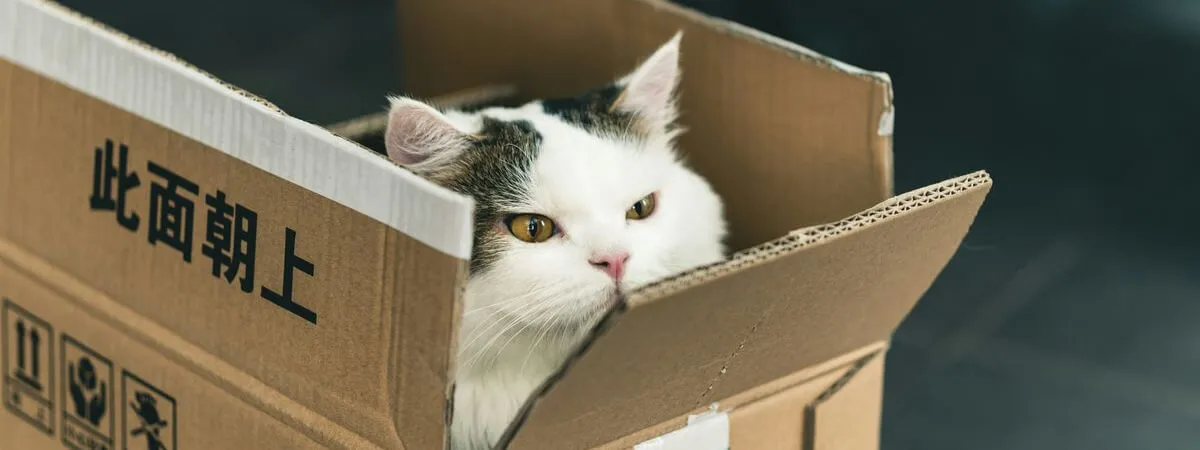 tuxedo cat in brown cardboard box
