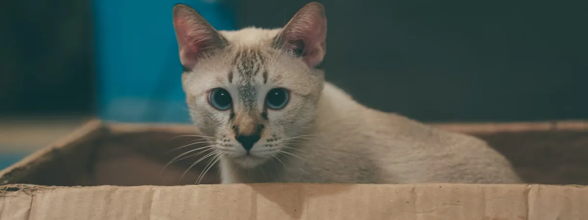 Cat owner watching cat near litter box.