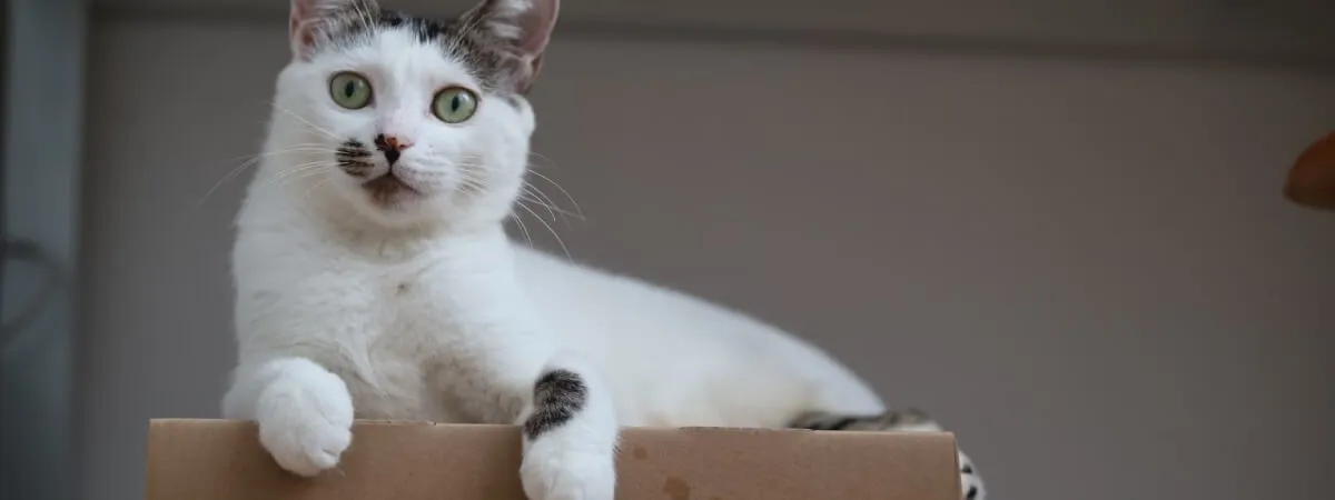 Cat near a litter box, showing natural behavior.