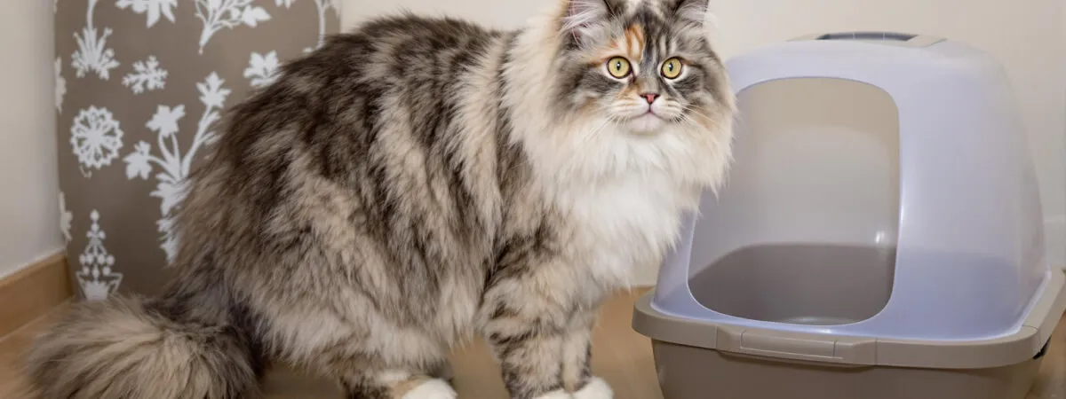 cat outside litter box