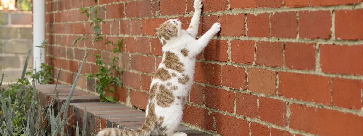 male cat spraying outside