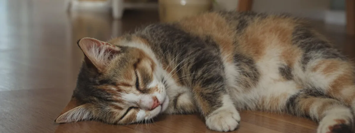 a cat with a coin on its head