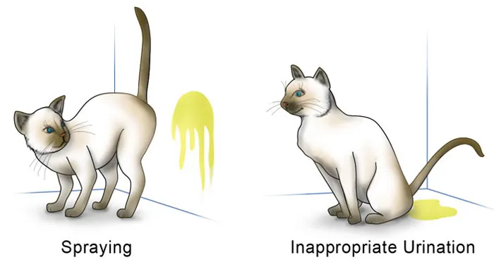 cat spraying diagram