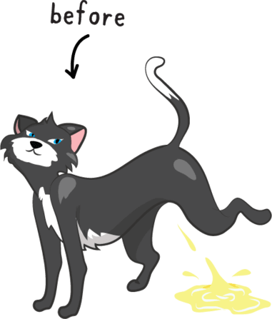 A cat spraying on the floor