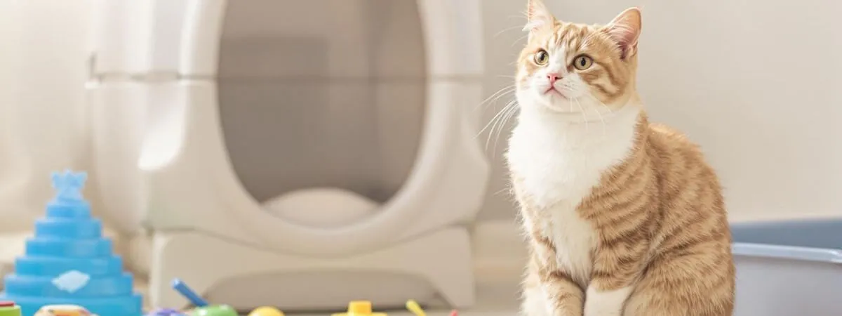 A peaceful indoor scene with a relaxed cat.