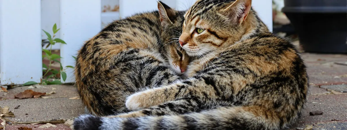 cats cuddling outside